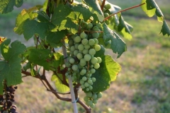 2011_grapes_0