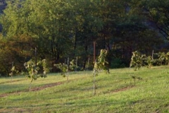 adjacent_vineyard