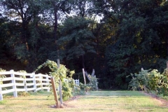 main_vineyard